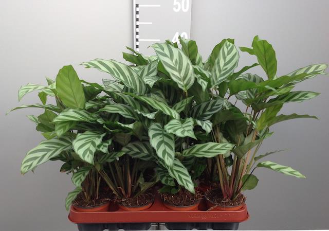 Calathea Freddie