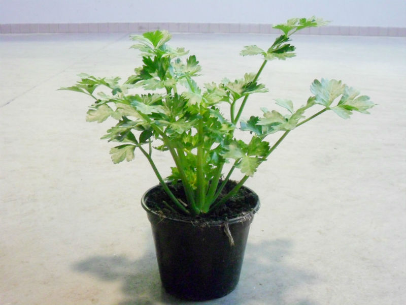 légumes