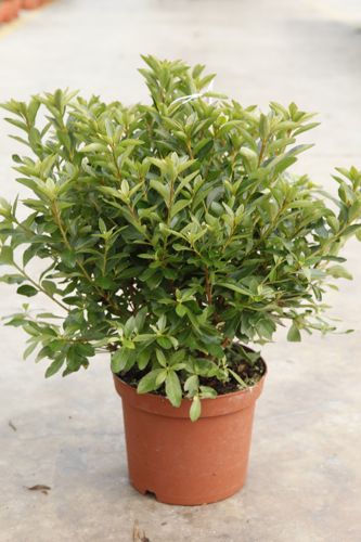 azalea japonica